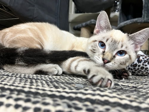 JuJu
