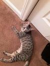 Willow
