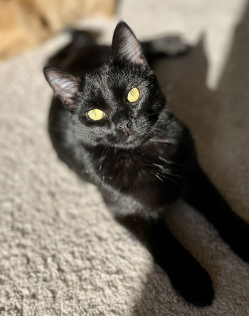Onyx