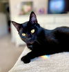 Onyx