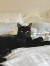 Onyx
