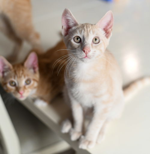 Peaches