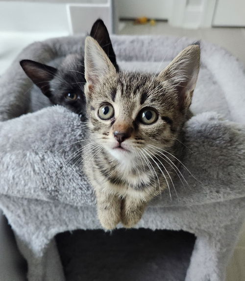 Niko