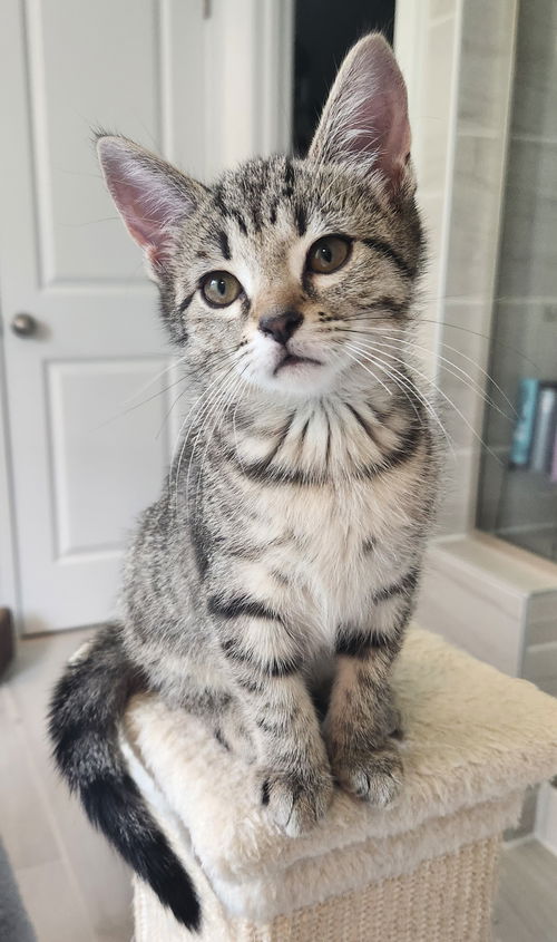 Mika