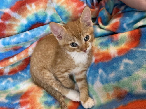 Cheddar