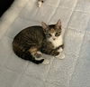 Chex