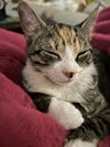 Chex