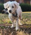 adoptable Dog in pittsboro, NC named Ira