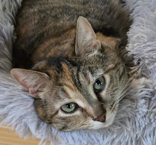 picture of the cat needing adoption