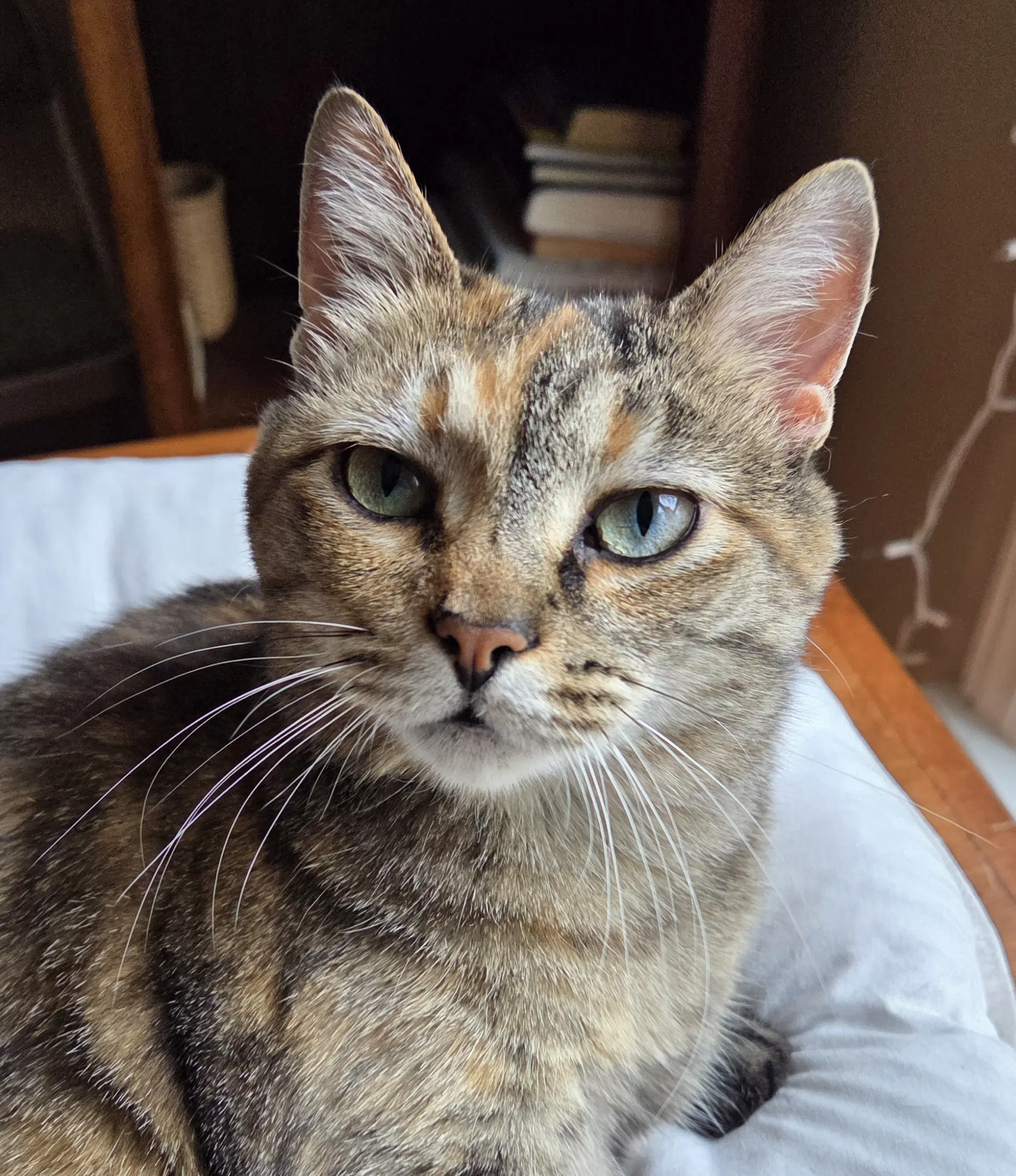 Spirit - Domestic Short Hair