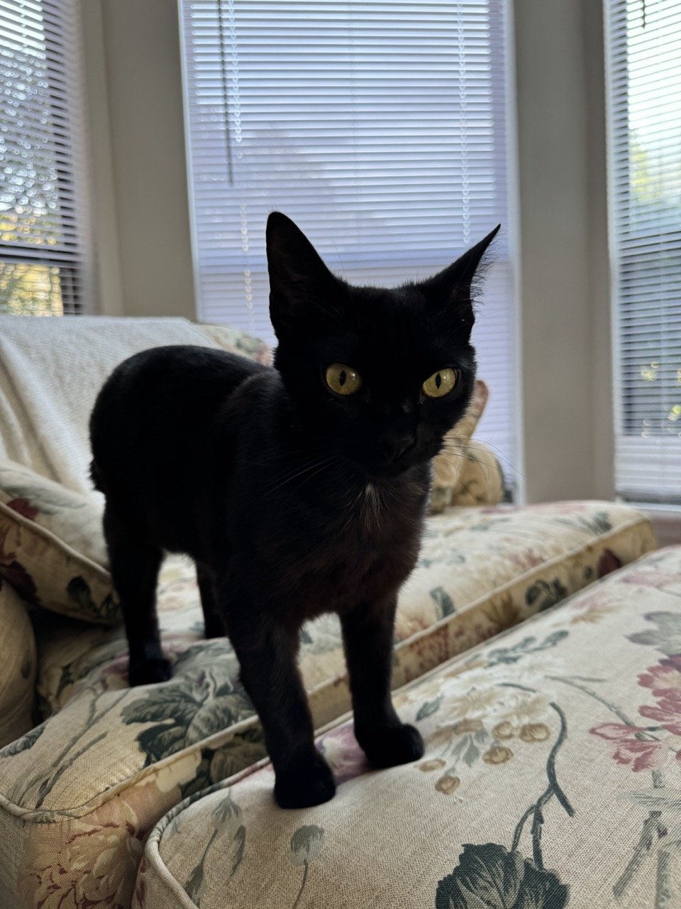 adoptable Cat in Pittsboro, NC named Lizzie