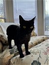 adoptable Cat in pittsboro, NC named Lizzie