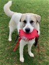 adoptable Dog in pittsboro, NC named Duchess