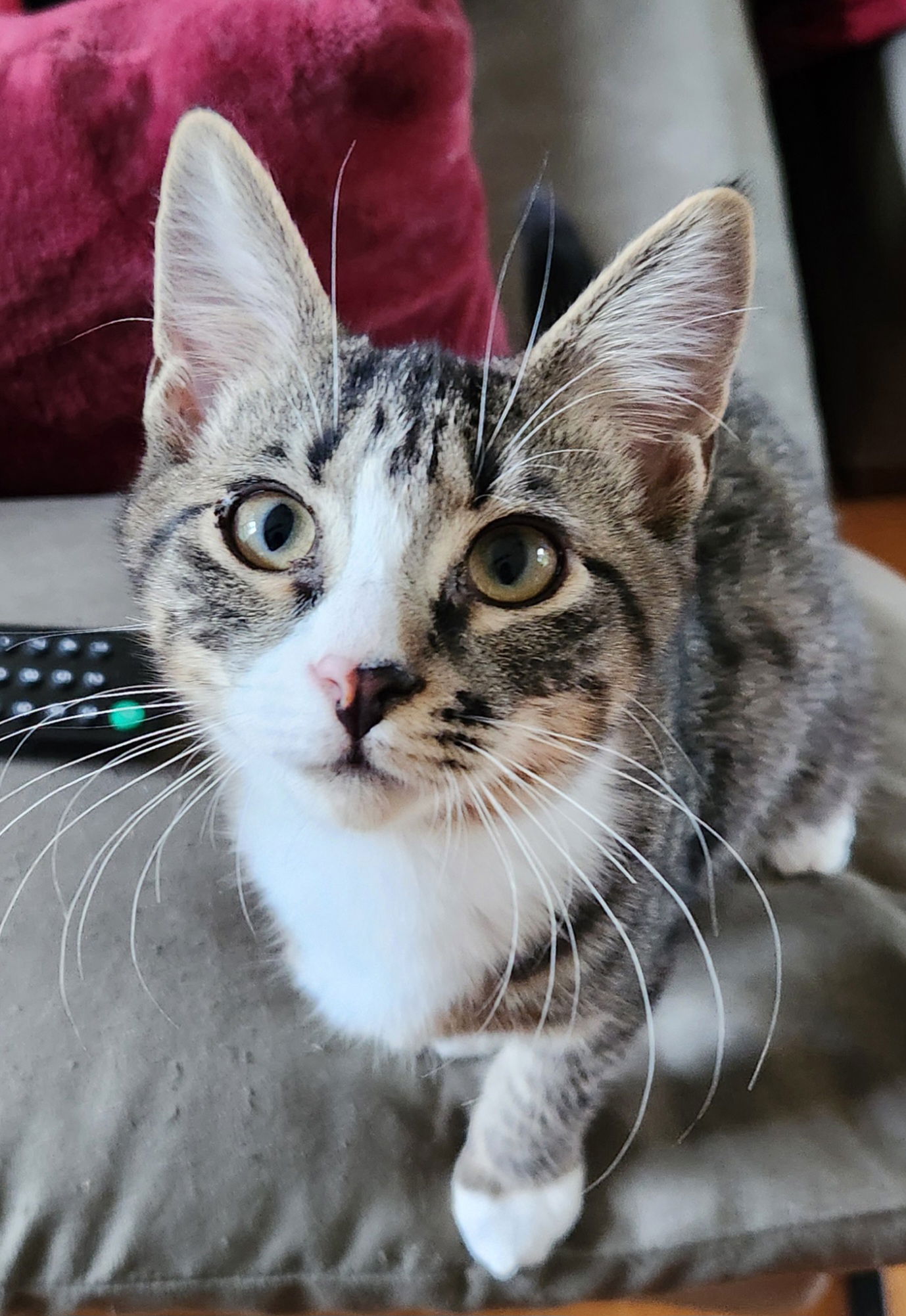 adoptable Cat in Pittsboro, NC named Cherokee