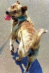 Odie