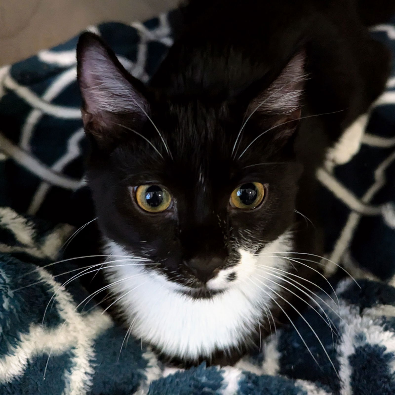 adoptable Cat in Pittsboro, NC named Freddie