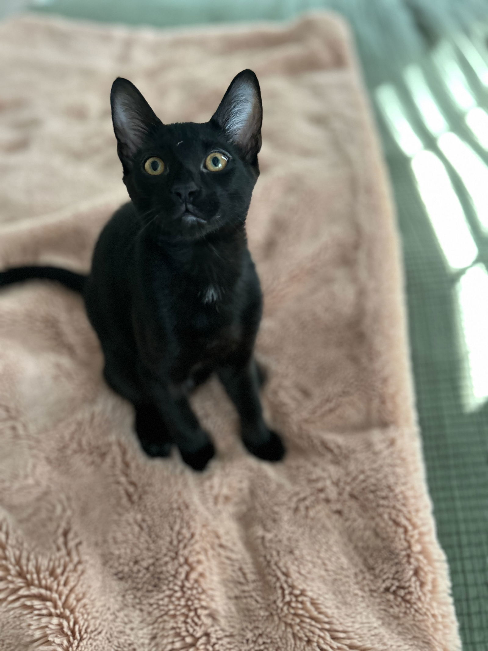 adoptable Cat in Pittsboro, NC named Binx