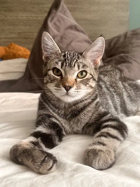 Wren - Domestic Short Hair