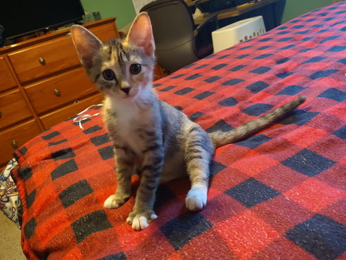 Rikki Tikki Tavi
