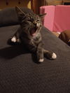 King Louis