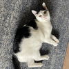 Biscotti