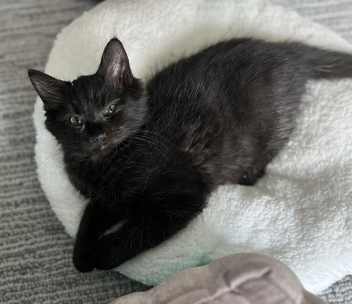 Black Bean
