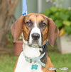 Barkley - Photo 3