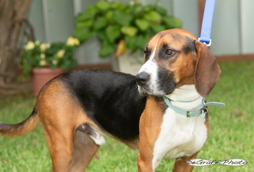 BARKLEY - Beagle / Basset Hound available for adoption