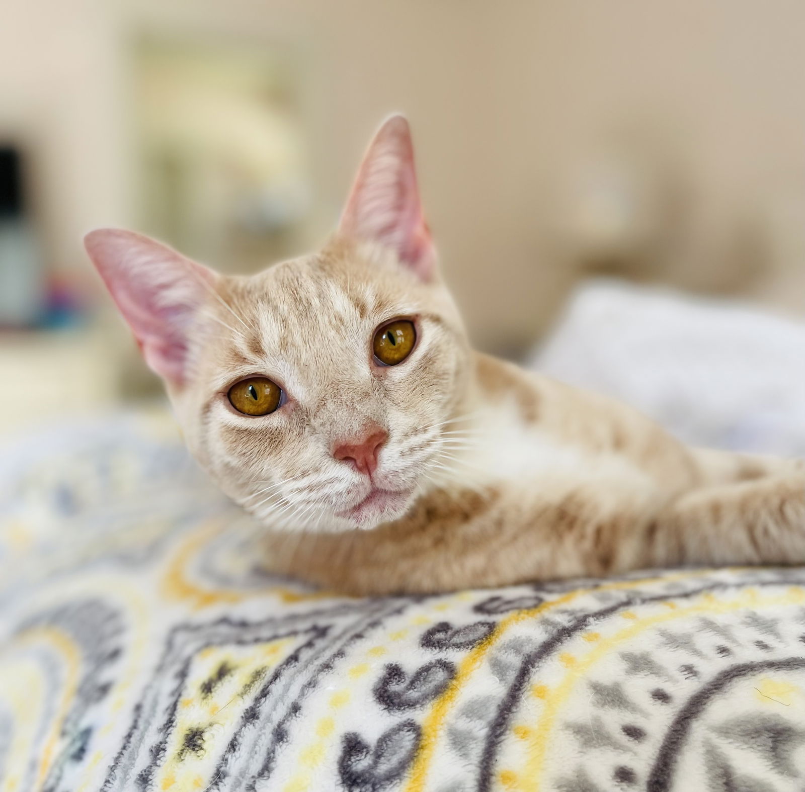 adoptable Cat in Pittsboro, NC named Clementine