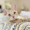 adoptable Cat in pittsboro, NC named Clementine