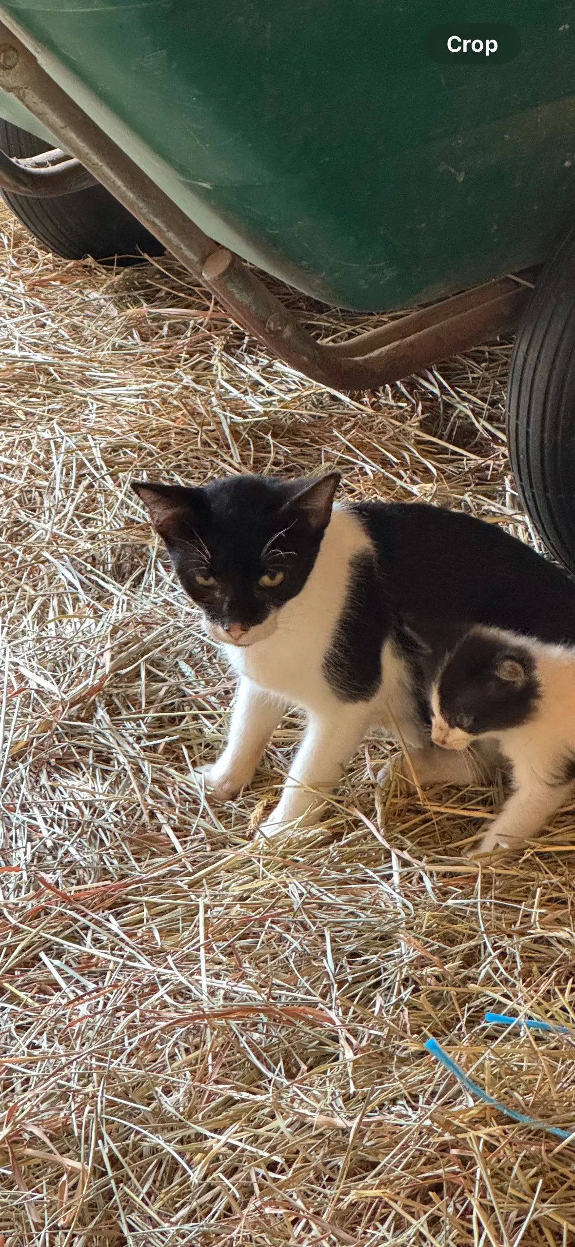 Mama Cat image 2