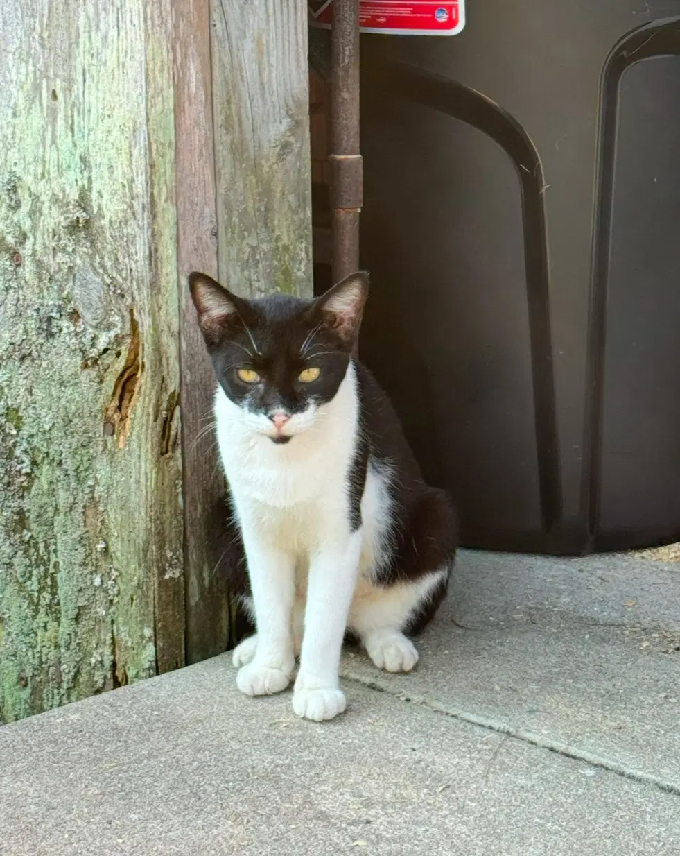 Mama Cat - Domestic Short Hair