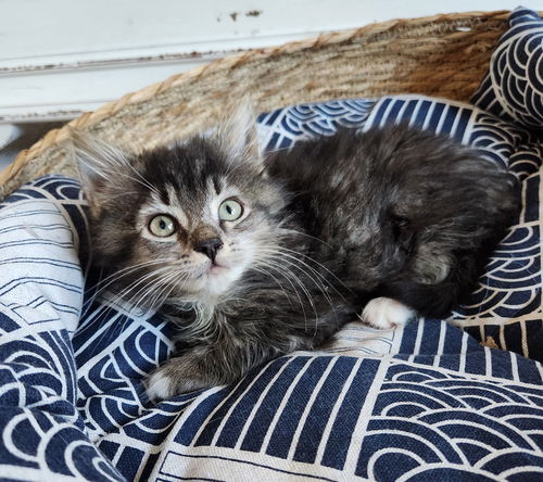 Penelope