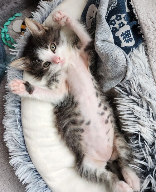 Odin