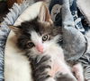 Odin