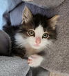 Odin