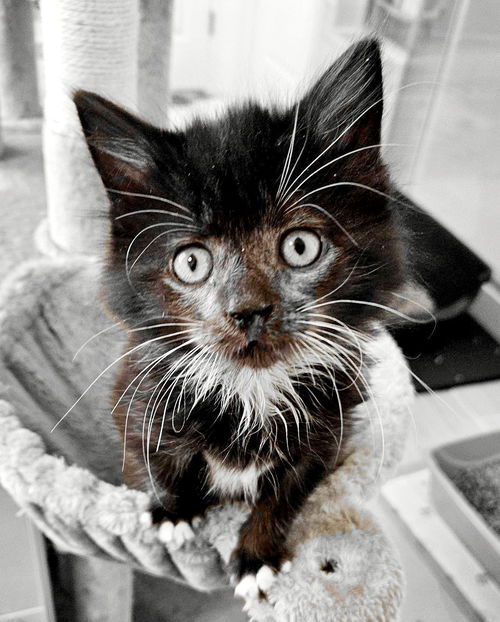Maximus