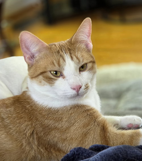 picture of the cat needing adoption