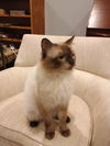 Nelson