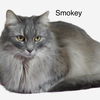 Smokey, Lil'Bit, Precious, Mittens, Lightning