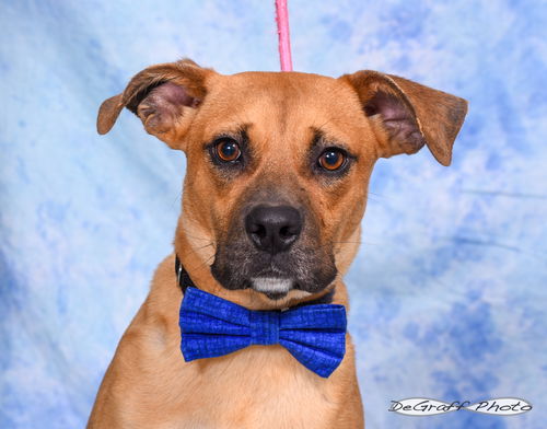picture of the dog needing adoption