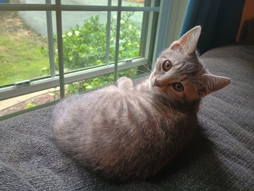 Elsa