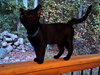 Jasmine - Photo 2