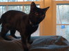 Jasmine - Photo 4