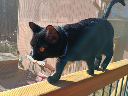 picture of the cat needing adoption