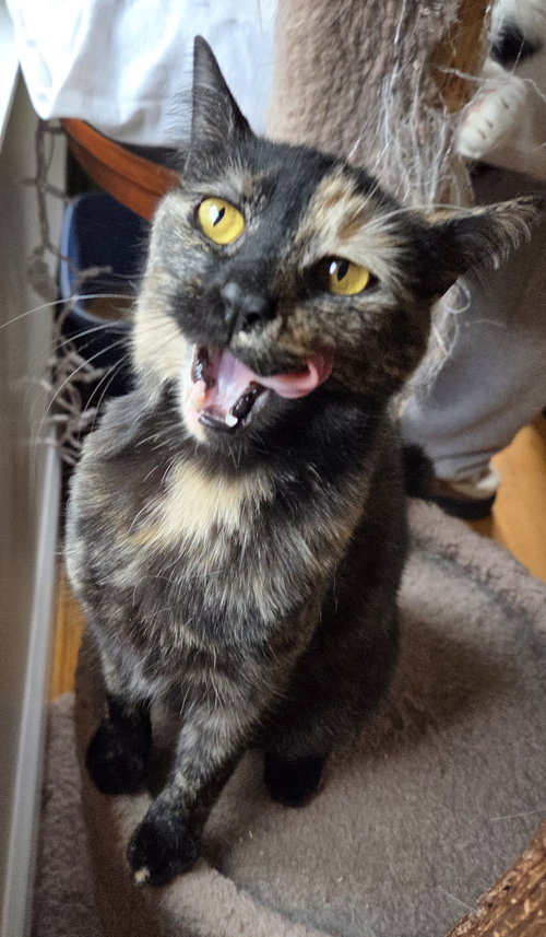 picture of the cat needing adoption