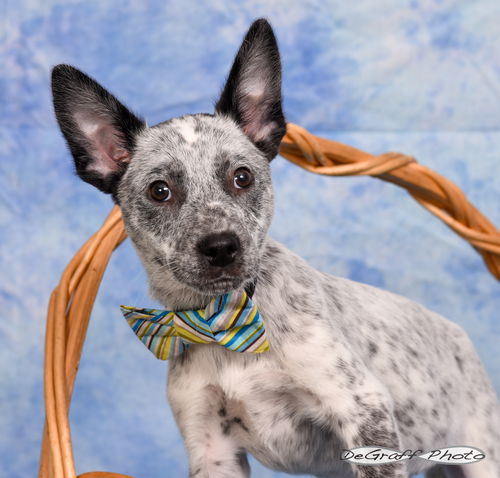 picture of the dog needing adoption