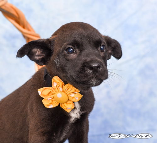 picture of the dog needing adoption