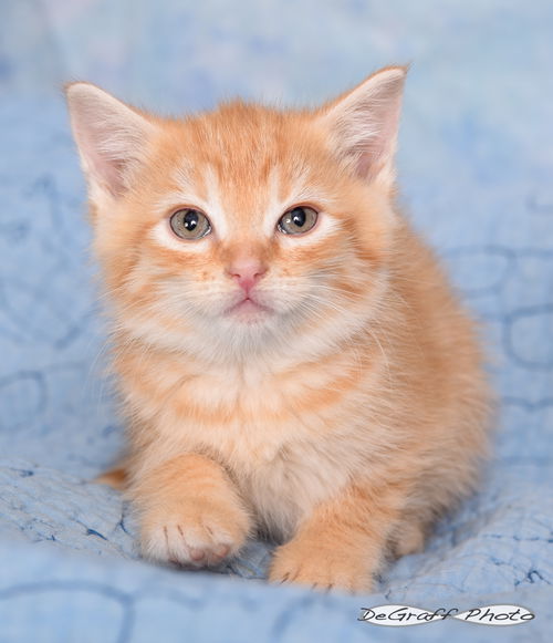 Butterscotch