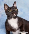 Meow-lody